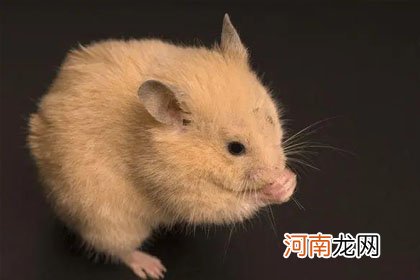 九十过后猜十一打一生肖 此生肖忌讳什么