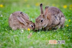 为啥大家都要生兔宝宝 属兔几月生有福气