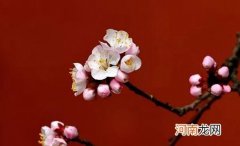 2022年属虎女人桃花运 易遇烂桃花影响生活