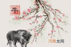 属牛人2022年的财运方向 开运方位为东北方