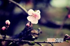 清明节是按阴历还是阳历计算 为什么清明节要上坟