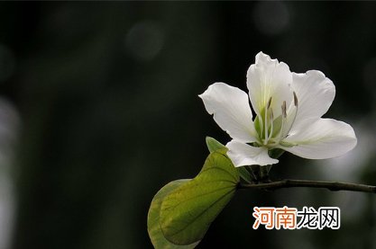 属龙考试运2022年会如何 怎么才能提高运势