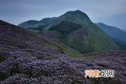 大林木是木命吗 大林木命的忌讳