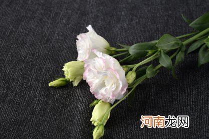 96年属鼠的属相婚配表女 爱情财运双丰收