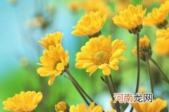 2022年女虎宝宝几月出生好 开朗善良命里藏金