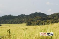 2022年属鼠人桃花运好不好 感情低迷需谨慎