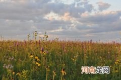 2022年5月立夏出生的虎宝宝好吗 精明能干享有声誉