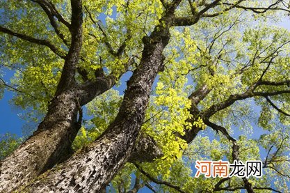 2022年农历三月初二日子怎么样 本日结婚吉利吗