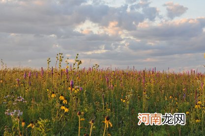 上巳节出生的女孩命好不好 对自己规划明确