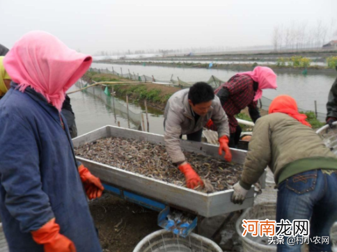 致富小项目 新型致富项目有哪些