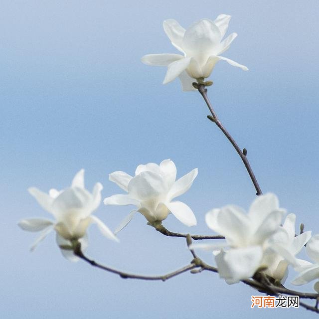 紫色最美的花的图片 最美的花的图片