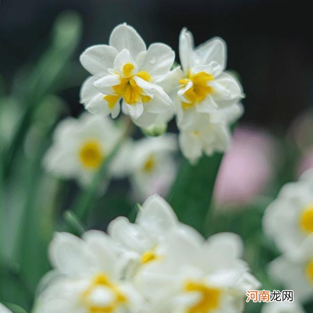 紫色最美的花的图片 最美的花的图片