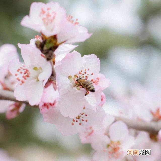 紫色最美的花的图片 最美的花的图片