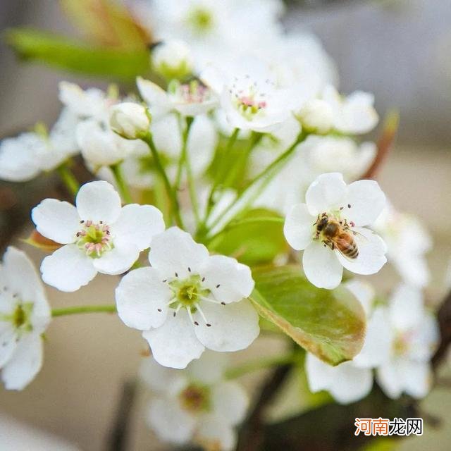 紫色最美的花的图片 最美的花的图片