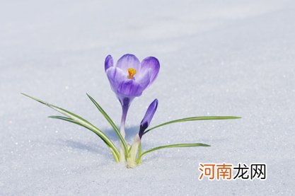 2022年7月生肖马犯烂桃花怎么办 教你如何破解烂桃花