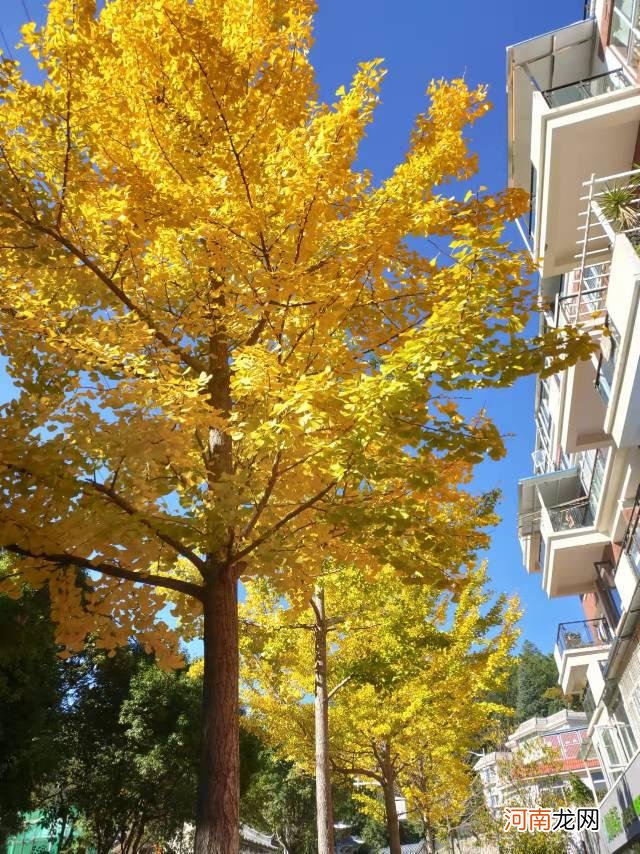 全球最适合居住的城市排名 最适合居住的城市排名