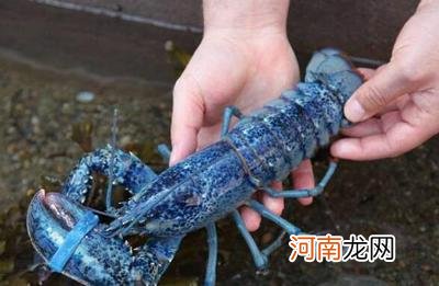 最贵海鱼价格排名 10大名贵海鱼价格表