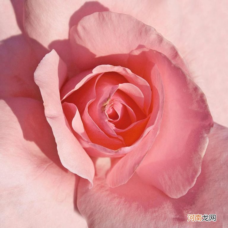 100种玫瑰花的名字和图片 十大最贵的玫瑰花品牌