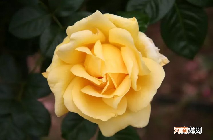 100种玫瑰花的名字和图片 十大最贵的玫瑰花品牌