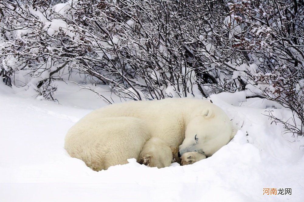 北极熊的皮肤有什么特点 北极熊的皮肤是