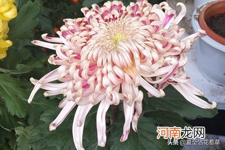 菊花代表的精神 菊花象征着什么意义是什么