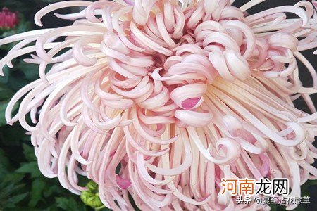 菊花代表的精神 菊花象征着什么意义是什么