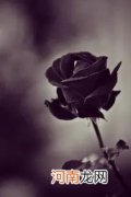 黑色玫瑰的花语和象征 黑玫瑰的花语是什么意思