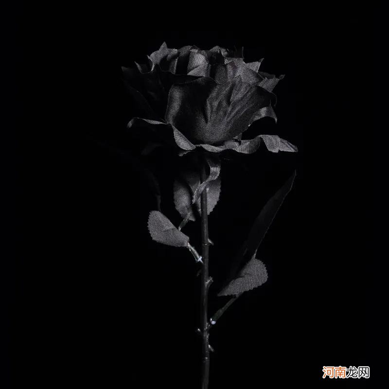 黑色玫瑰的花语和象征 黑玫瑰的花语是什么意思