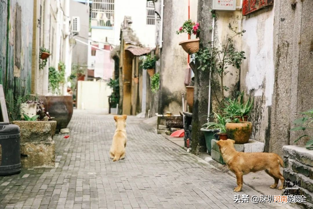 深圳值得一去的古村古镇 深圳好玩的免费景点