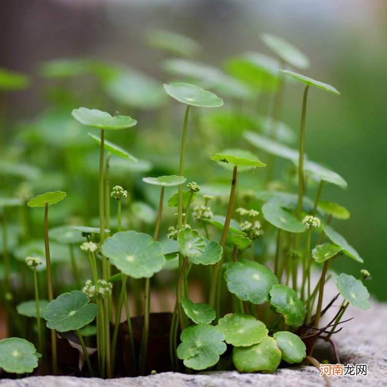 类似金钱草的植物图片 金钱草铜钱草区别图片