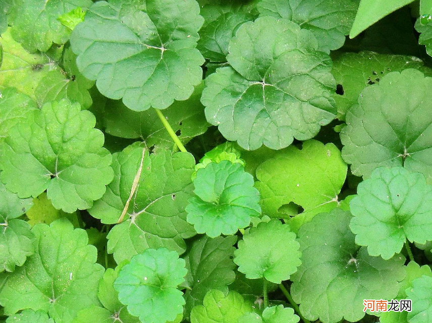 类似金钱草的植物图片 金钱草铜钱草区别图片