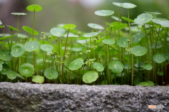 类似金钱草的植物图片 金钱草铜钱草区别图片