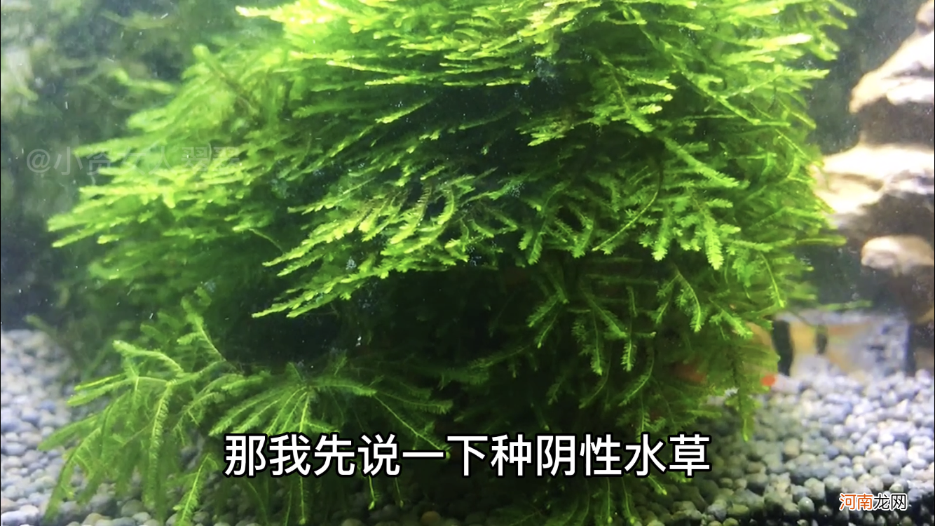 水草泥可以降低ph值吗 水草泥和陶粒的区别