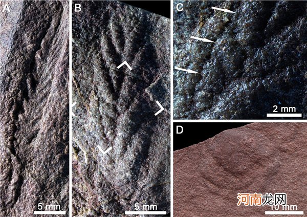 埃迪卡拉动物群生活于深海 埃迪卡拉生物群