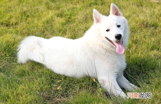 银狐犬尴尬期的模样 银狐犬和博美的区别