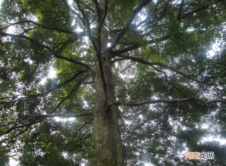 普通楠木是什么档次的木 楠木和金丝楠木的区别