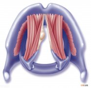咽喉的位置 咽和喉的区别