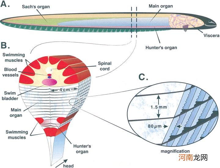 电鳗和鳄鱼哪个厉害 电鳗能电死人吗