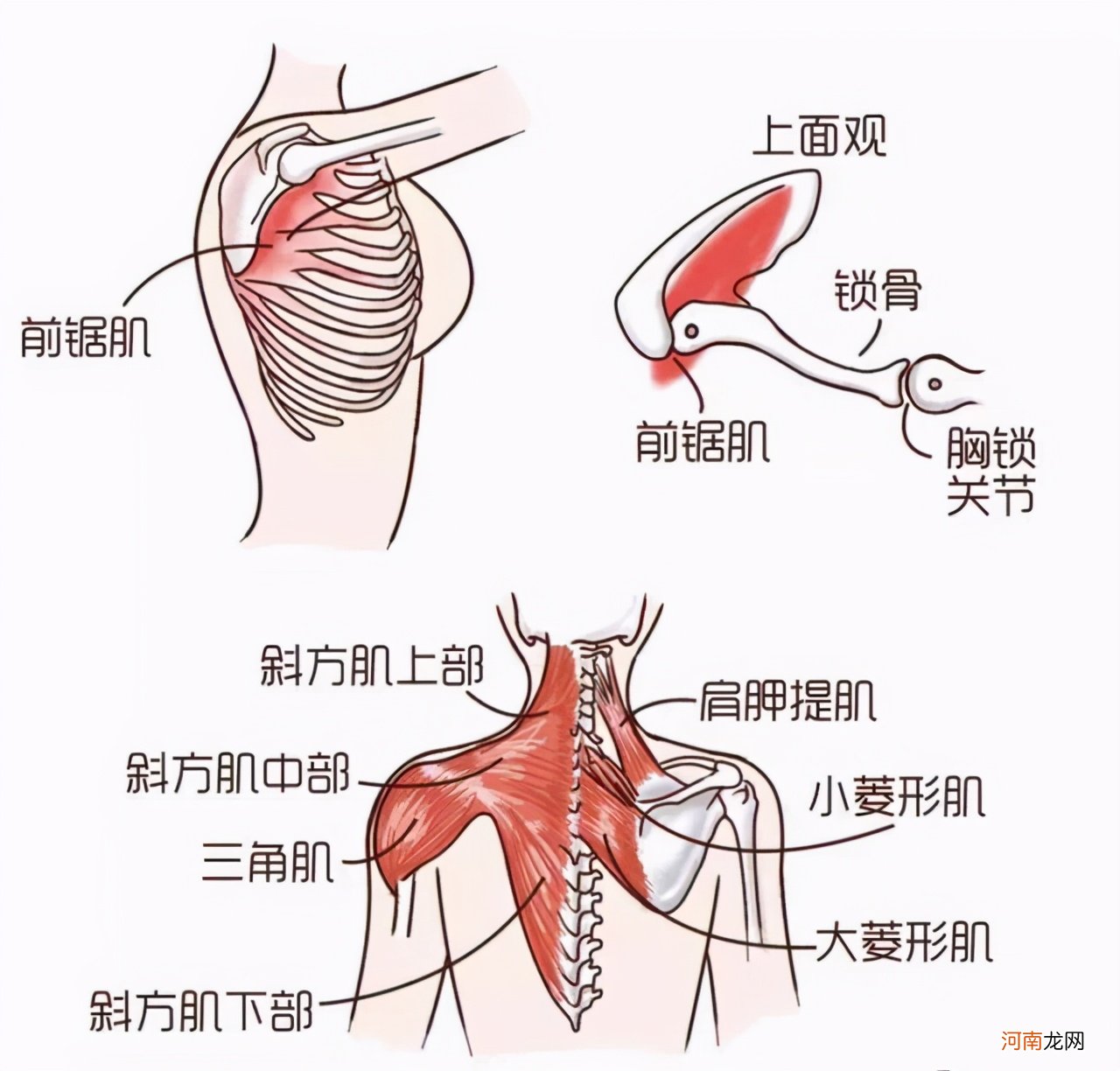 天生蝴蝶骨的几率 蝴蝶骨和驼背的区别图