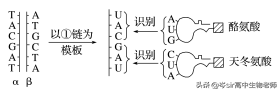 DNA碱基与RNA碱基的区别 dna和rna的区别