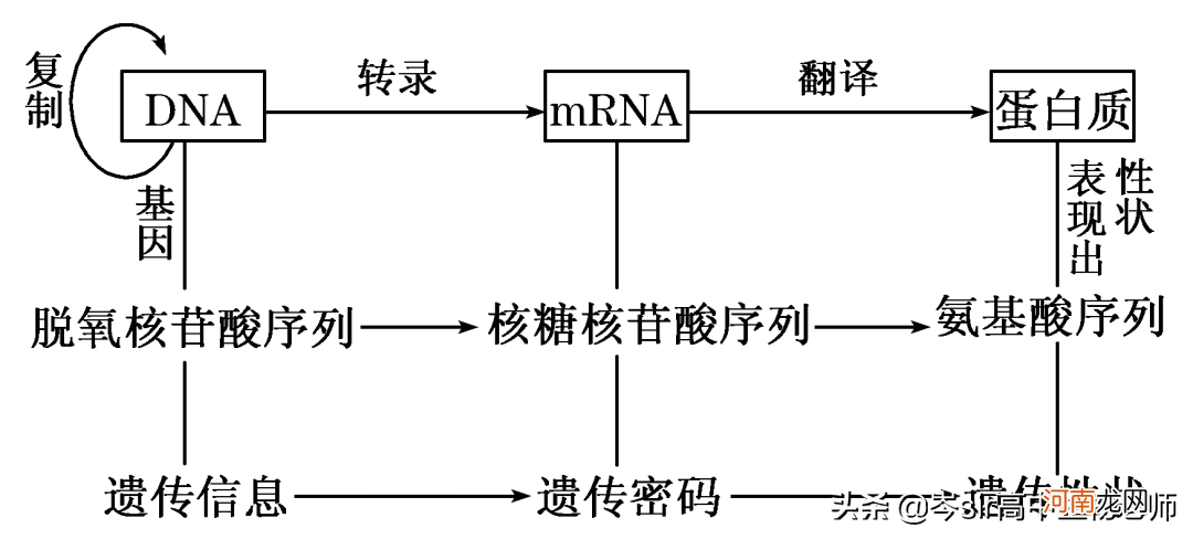 DNA碱基与RNA碱基的区别 dna和rna的区别