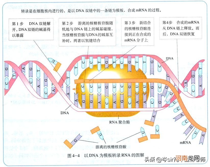 DNA碱基与RNA碱基的区别 dna和rna的区别