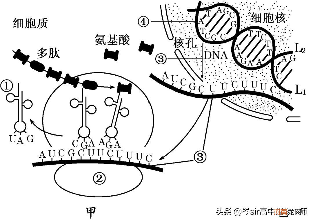 DNA碱基与RNA碱基的区别 dna和rna的区别