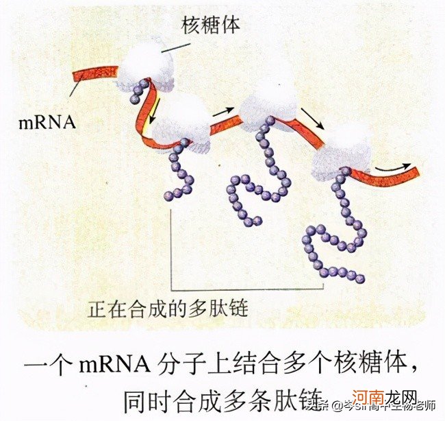 DNA碱基与RNA碱基的区别 dna和rna的区别