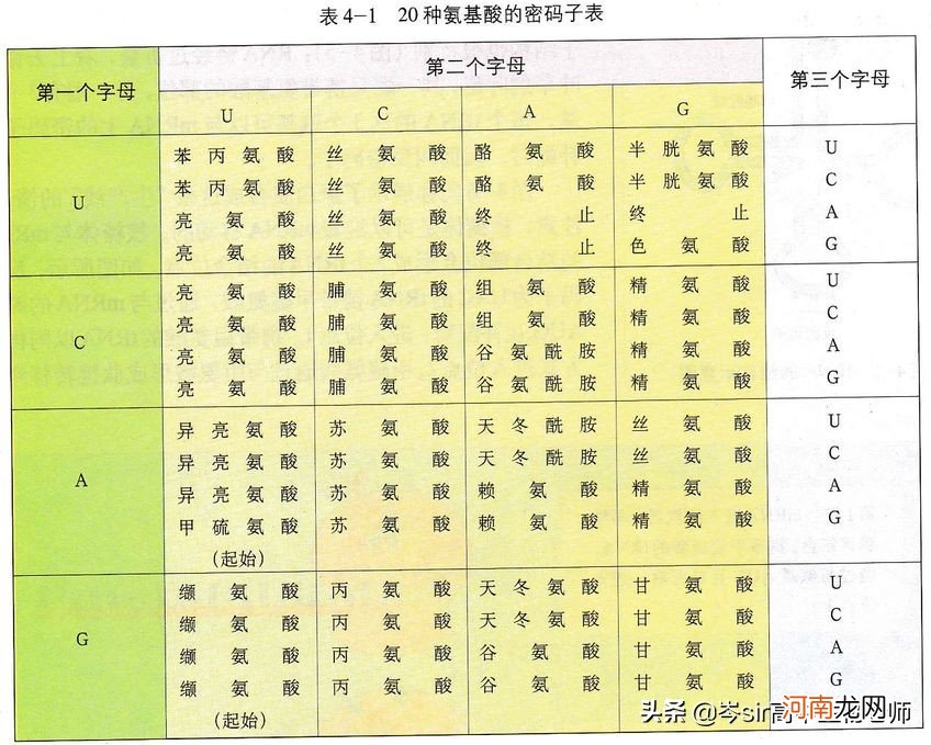 DNA碱基与RNA碱基的区别 dna和rna的区别