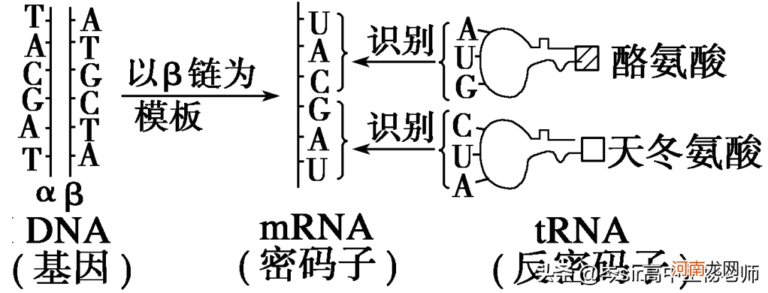 DNA碱基与RNA碱基的区别 dna和rna的区别