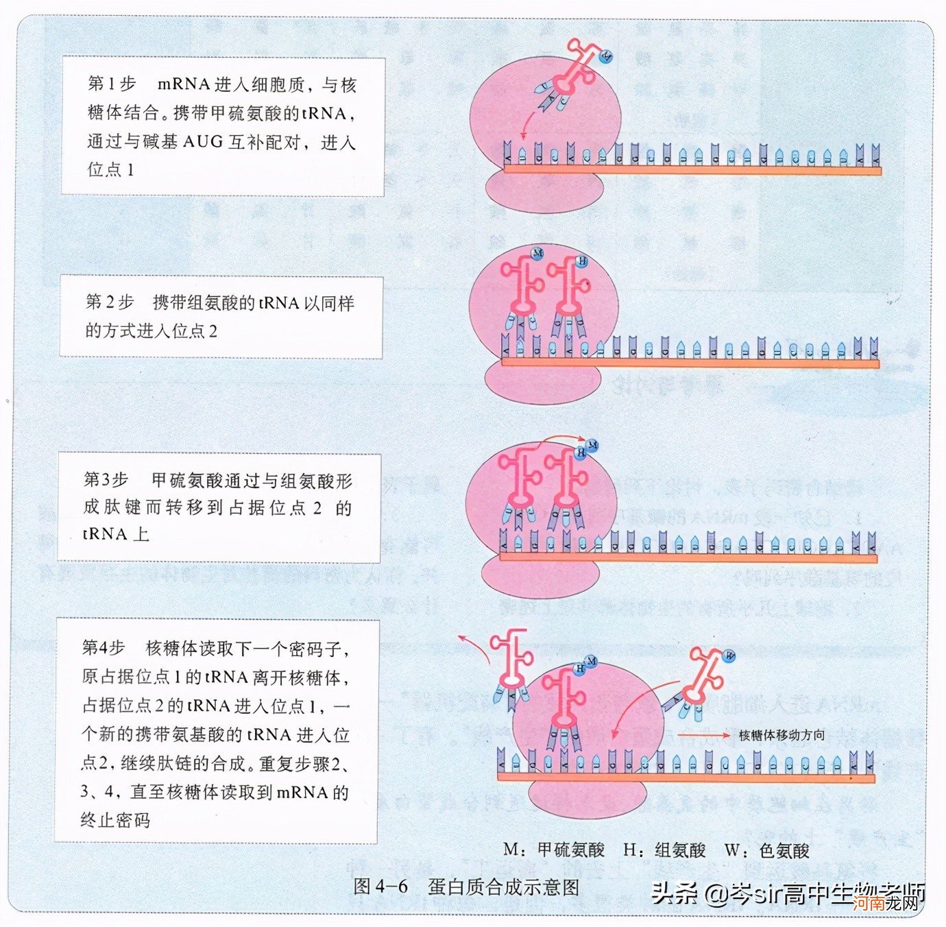 DNA碱基与RNA碱基的区别 dna和rna的区别