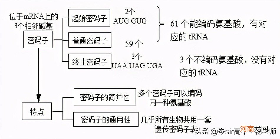 DNA碱基与RNA碱基的区别 dna和rna的区别