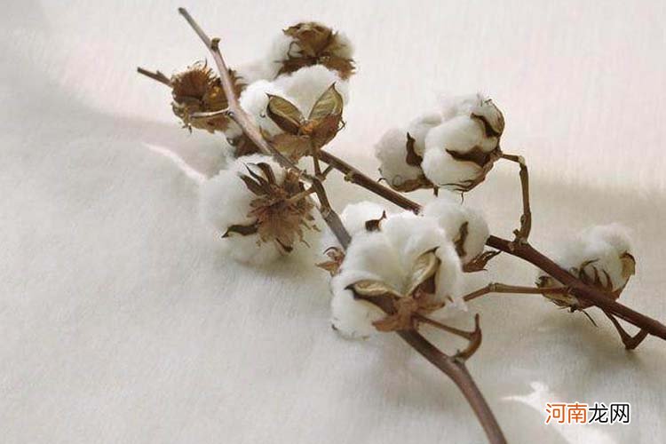 新氧棉和纯棉的区别 全棉和纯棉的区别