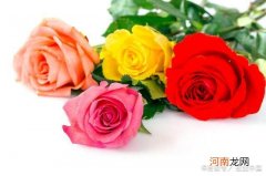 月季和玫瑰是一个品种吗 蔷薇和月季的区别